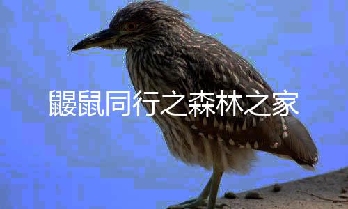 鼹鼠同行之森林之家下载