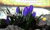 Hello Kitty梦想花园下载